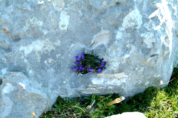 Edraianthus graminifolius / Campanula graminifolia